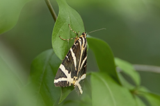 Russischer B�r [Euplagia quadripunctaria]