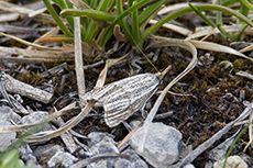 Schafschwingel-Znsler [Thisanotia chrysonuchella]