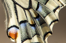 Schwalbenschwanz-Detail [Papilio machaon]