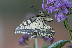 Schwalbenschwanz [Papilio machaon]