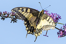 Schwalbenschwanz [Papilio machaon]