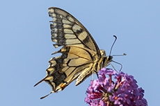 Schwalbenschwanz [Papilio machaon]