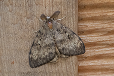 Schwammspinner m�nnchen [Lymantria dispar]