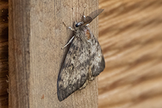 Schwammspinner m�nnchen [Lymantria dispar]