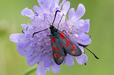 Sechsfleck-Widderchen [Zygaena filipendulae]