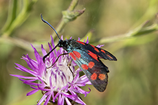 Sechsfleck-Widderchen [Zygaena filipendulae]