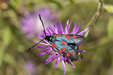 Sechsfleck-Widderchen [Zygaena filipendulae]