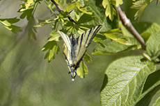 Segelfalter [Iphiclides podalirius]