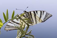 Segelfalter [Iphiclides podalirius]