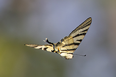 Segelfalter [Iphiclides podalirius]