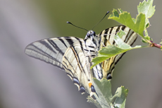 Segelfalter [Iphiclides podalirius]