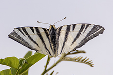 Segelfalter [Iphiclides podalirius]