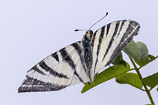 Segelfalter [Iphiclides podalirius]