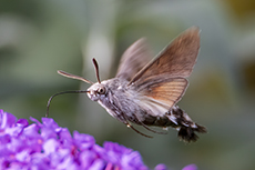 Taubenschwnzchen [Macroglossum stellatarum]