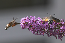 Taubenschwnzchen [Macroglossum stellatarum]