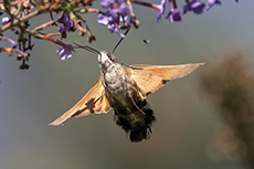 Taubenschwnzchen [Macroglossum stellatarum]