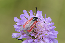 Thymian-Widderchen [Zygaena purpuralis]