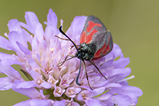 Thymian-Widderchen [Zygaena purpuralis]