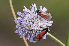 Thymian-Widderchen [Zygaena purpuralis]