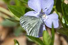 Tintenfleckwei�ling [Leptidea sinapis]