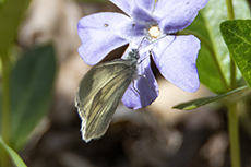 Tintenfleckwei�ling [Leptidea sinapis]