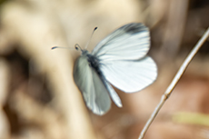 Tintenfleckwei�ling [Leptidea sinapis]