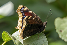 Trauermantel [Nymphalis antiopa]