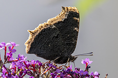 Trauermantel [Nymphalis antiopa]