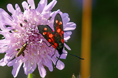 Vernderliche Rotwidderchen [Zygaena ephialtes]