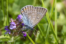 Vogelwicken-Bl�uling (Skandinavien) [Polyommatus amandus isias]