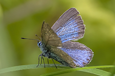 Vogelwicken-Bl�uling (Skandinavien) [Polyommatus amandus isias]