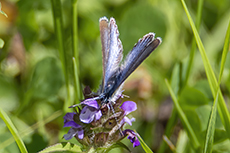 Vogelwicken-Bl�uling (Skandinavien) [Polyommatus amandus isias]
