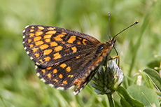 Wachtelweizen-Scheckenfalter [Melitaea athalia]