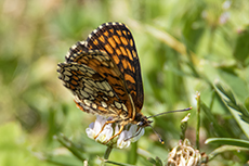 Wachtelweizen-Scheckenfalter [Melitaea athalia]
