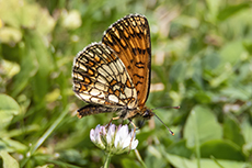 Wachtelweizen-Scheckenfalter [Melitaea athalia]
