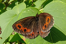 Wei�bindiger Mohrenfalter [Erebia ligea]