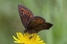 Wei�bindiger Mohrenfalter [Erebia ligea]