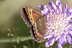 Wei�bindiger Mohrenfalter [Erebia ligea]