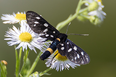 Weifleck-Widderchen [Amata phegea]