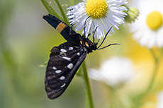 Weifleck-Widderchen [Amata phegea]