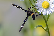 Weifleck-Widderchen [Amata phegea]