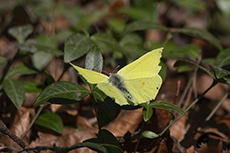 Zitronenfalter [Gonepteryx rhamni]