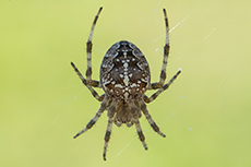 Gartenkreuzspinne [Araneus diadematus]