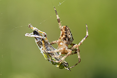 Gartenkreuzspinne [Araneus diadematus]