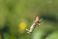 Gartenkreuzspinne [Araneus diadematus]
