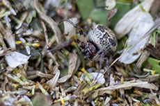 Schilfradspinne [Larinioides cornutus]
