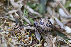 Schilfradspinne [Larinioides cornutus]