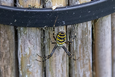 Wespenspinne [Argiope bruennichi]
