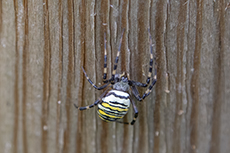 Wespenspinne [Argiope bruennichi]