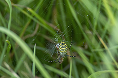 Wespenspinne [Argiope bruennichi]